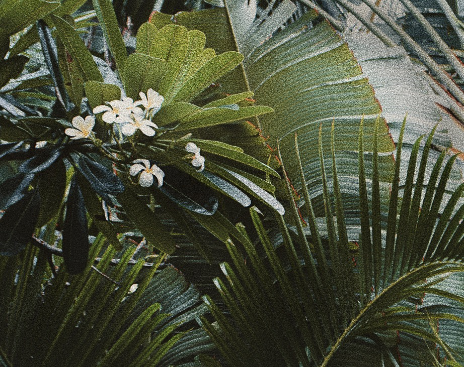 Native Hawaiian Plants