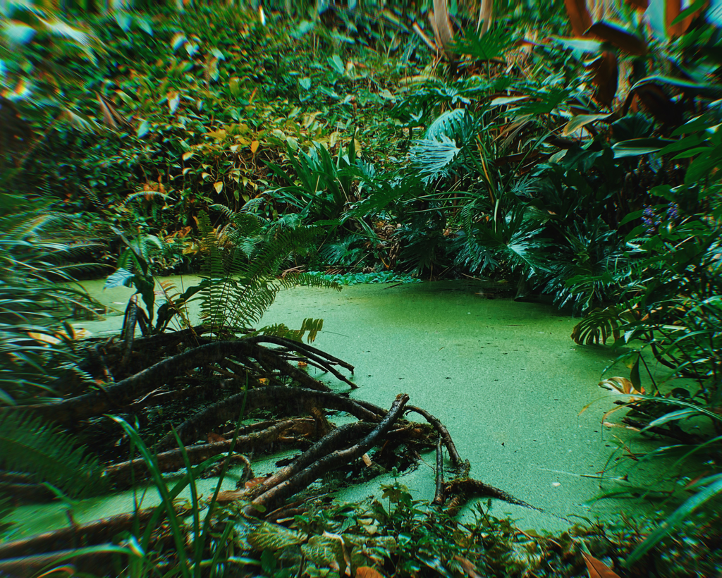 Jungle rainforest swamp