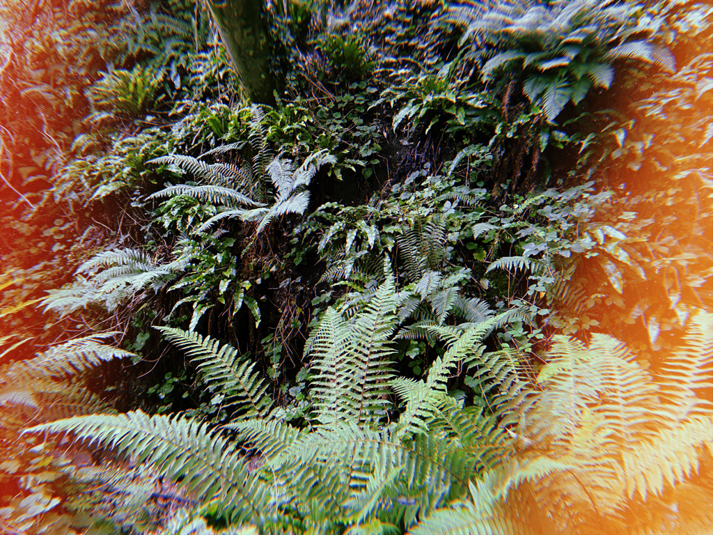 a Fern Forest photographed on 35mm film with a Red light leak